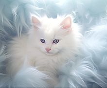 子猫 白猫 かわいい ネコ 毛玉 癒しの画像(毛玉に関連した画像)