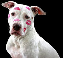 バレンタイン/犬/ピットブル/キスマークの画像(マークに関連した画像)