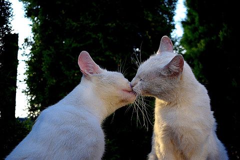 猫の日/ねこ/ネコ/チュー/愛情表現の画像 プリ画像
