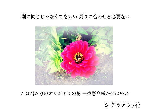 シクラメン/花の画像(プリ画像)