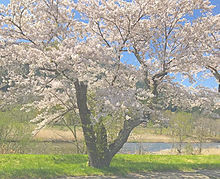  # cherry blossomの画像(Springに関連した画像)