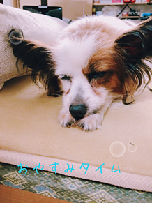 昼寝 犬の画像34点 完全無料画像検索のプリ画像 Bygmo