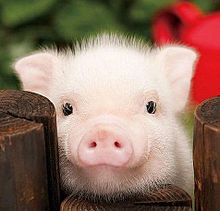 豚 動物の画像77点 完全無料画像検索のプリ画像 Bygmo
