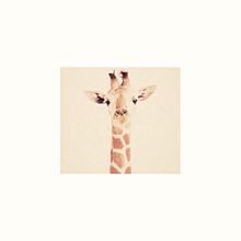 Giraffe○*の画像(Giraffeに関連した画像)