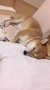 柴犬 寝の画像29点 完全無料画像検索のプリ画像 Bygmo