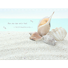 貝殻 かわいいの画像227点 完全無料画像検索のプリ画像 Bygmo