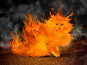 炎猫の画像 プリ画像