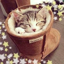 cats in bootsの画像(可愛い動物に関連した画像)
