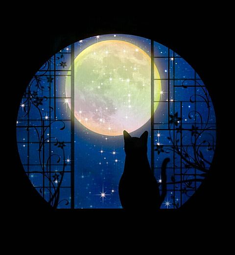 月見猫の画像(プリ画像)