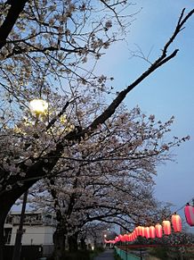 夜桜の画像(夜桜に関連した画像)