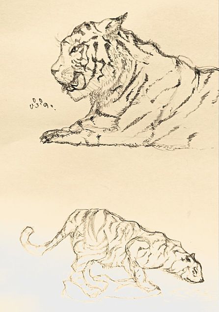 虎の画像(プリ画像)