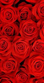 50 薔薇 壁紙 高画質 最高の花の画像