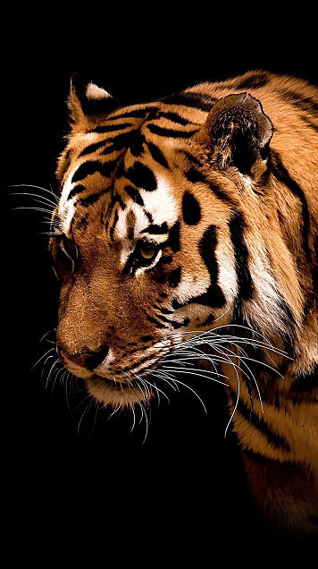 虎 高画質 トラ 動物の画像3点 完全無料画像検索のプリ画像 Bygmo