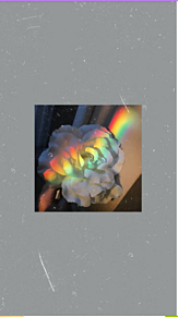 白い花と虹の画像(壁紙 花に関連した画像)