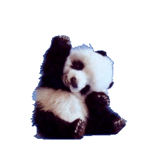 かわいい パンダ 赤ちゃんの画像12点 完全無料画像検索のプリ画像 Bygmo