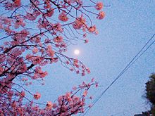 桜の画像(夜桜に関連した画像)