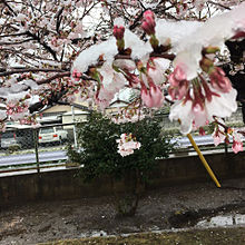 桜の木の下です！！！！の画像(公園に関連した画像)