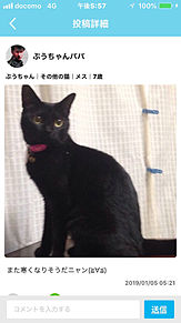 黒猫ぷうちゃんの画像(黒猫に関連した画像)
