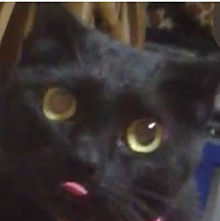 黒猫ぷうちゃん プリ画像