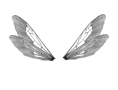 イラスト 羽 蝶の画像9点 完全無料画像検索のプリ画像 Bygmo
