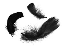 素材 黒い羽の画像4点 完全無料画像検索のプリ画像 Bygmo