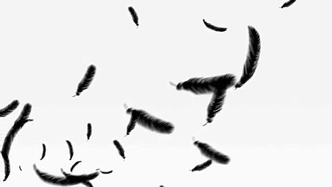 背景 黒い羽の画像4点 完全無料画像検索のプリ画像 Bygmo