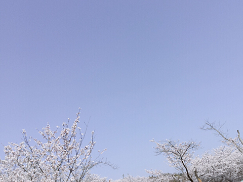 桜と空 完全無料画像検索のプリ画像 Bygmo