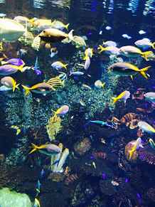 水族館 魚の画像585点 完全無料画像検索のプリ画像 Bygmo