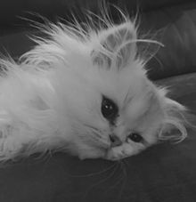 猫 おしゃれの画像1010点 完全無料画像検索のプリ画像 Bygmo