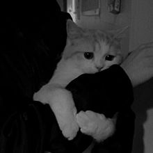 黒猫白猫 ¿  ^._.^の画像(ねこ 雰囲気に関連した画像)