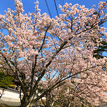 桜🌸の画像(お花見に関連した画像)
