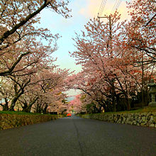 桜🌸の画像(お花見に関連した画像)