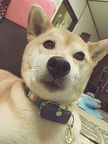柴犬♡オカメインコの画像(オカメインコに関連した画像)