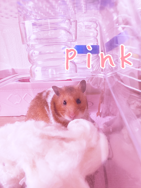pinkの画像(プリ画像)