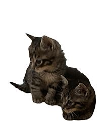 Kome&Mugiの画像(CATに関連した画像)