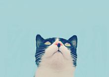 アイコン オシャレ 猫の画像106点 完全無料画像検索のプリ画像 Bygmo