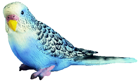青い鳥 完全無料画像検索のプリ画像 Bygmo