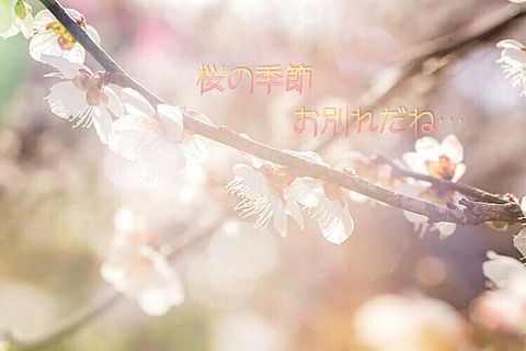 桜の季節の画像 プリ画像