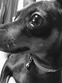 かわいい オシャレ 犬の画像268点 完全無料画像検索のプリ画像 Bygmo