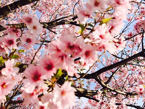 ✰桜✰の画像(プリ画像)