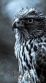 かっこいい 動物 鷹の画像1点 完全無料画像検索のプリ画像 Bygmo