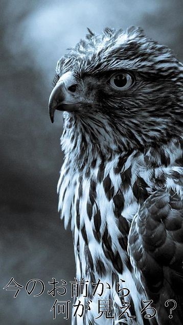 かっこいい 動物 鷹の画像1点 完全無料画像検索のプリ画像 Bygmo