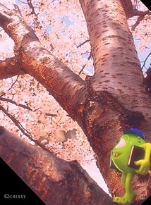 桜がいっぱい…休憩…するか… プリ画像