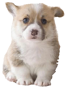動物 子犬 高画質の画像4点 完全無料画像検索のプリ画像 Bygmo