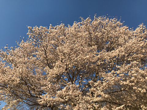青空と桜の画像 プリ画像