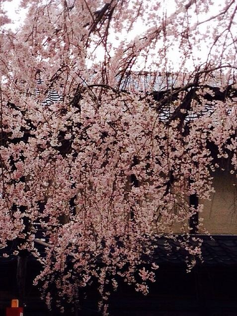 枝垂れ桜…レトロの画像 プリ画像
