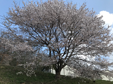 桜の木の画像1334点 完全無料画像検索のプリ画像 Bygmo