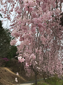 桜の木の画像1370点 完全無料画像検索のプリ画像 Bygmo