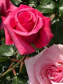 ピンク 薔薇の画像1629点 完全無料画像検索のプリ画像 Bygmo