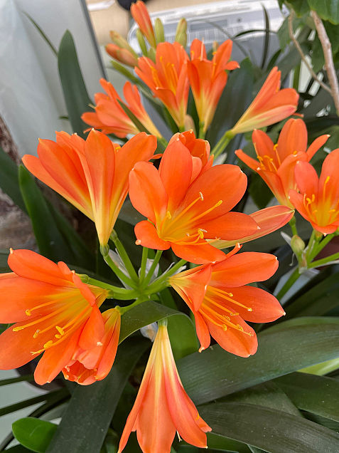 オレンジ 花の画像861点 完全無料画像検索のプリ画像 Bygmo
